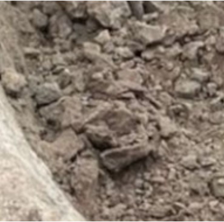 Encontraron un fósil de un elefante prehistórico de más de 100 mil años