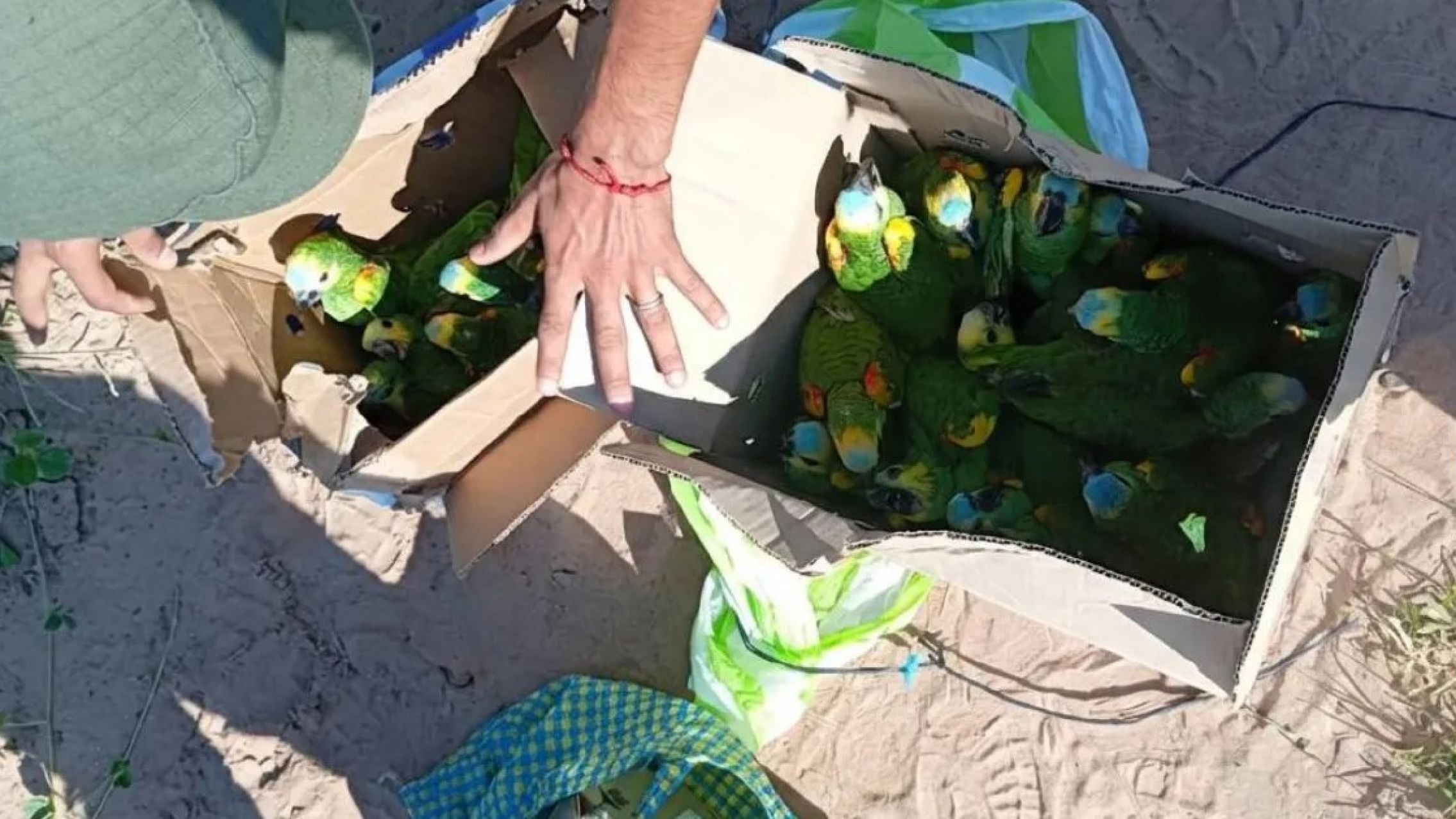 Gendarmería rescató 25 loros habladores en un operativo sobre Ruta 34