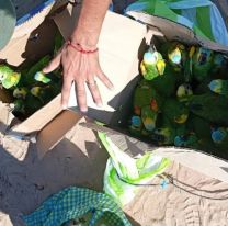 Gendarmer&iacute;a rescat&oacute; 25 loros habladores en un operativo sobre Ruta 34