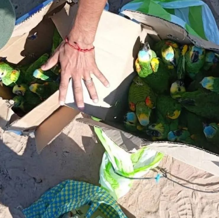 Gendarmería rescató 25 loros habladores en un operativo sobre Ruta 34