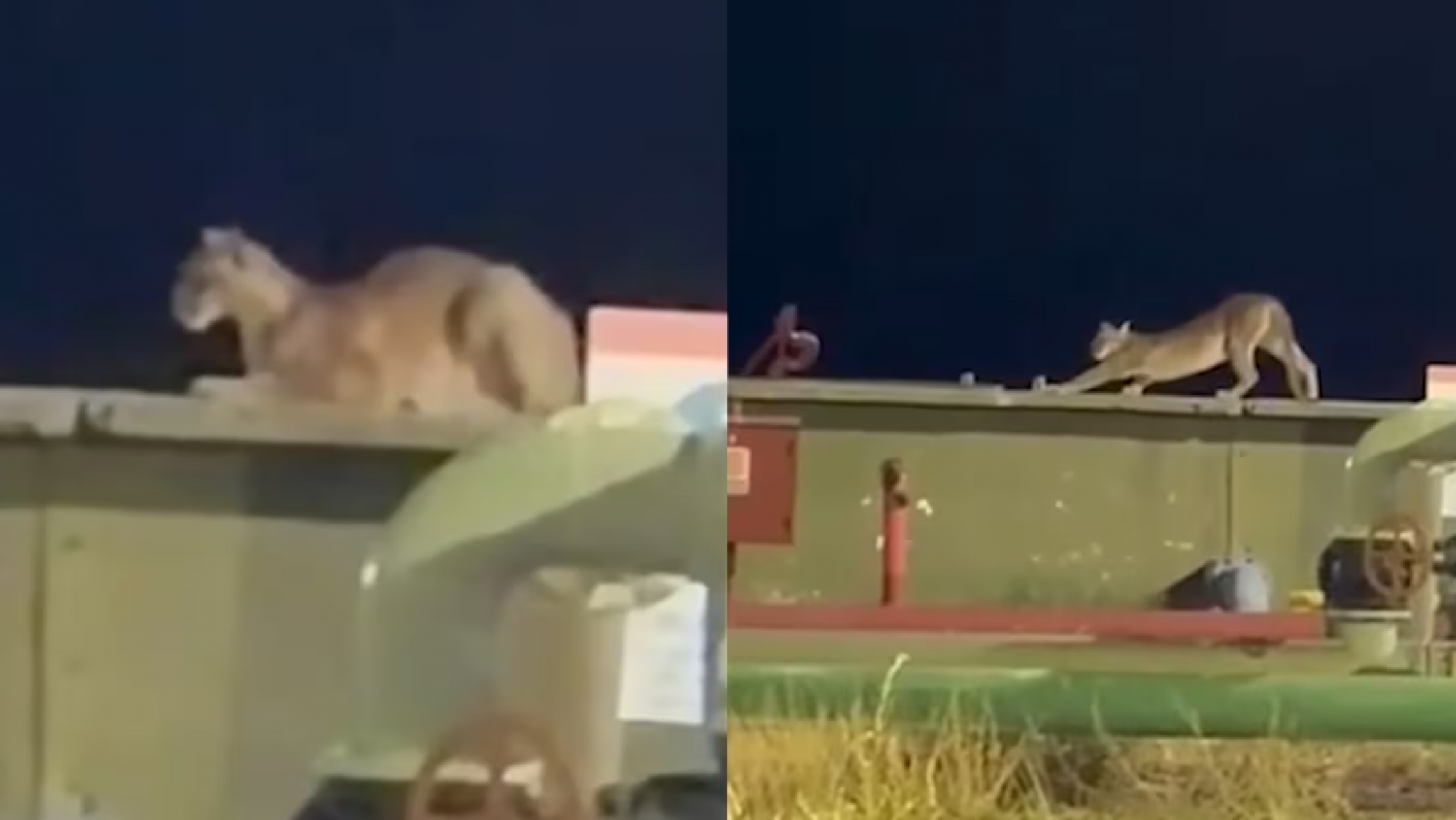 Un puma apareció dentro de una planta petrolera y recorrió las instalaciones como si nada