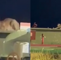 Un puma apareci&oacute; dentro de una planta petrolera y recorri&oacute; las instalaciones como si nada