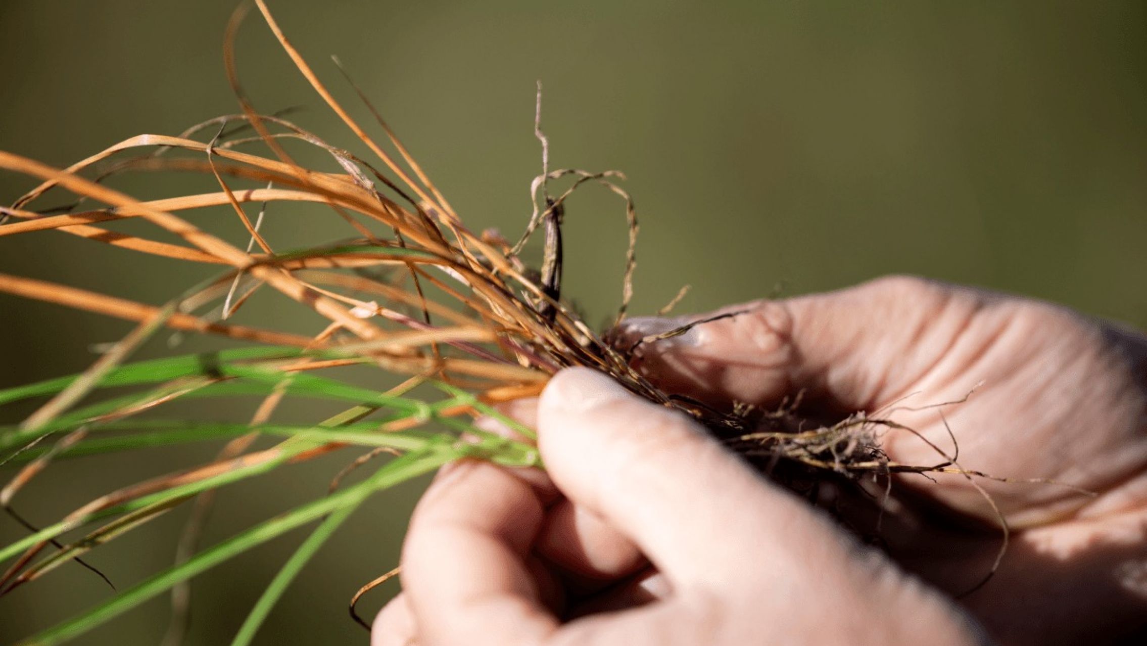La innovación que puede mejorar la rentabilidad del campo argentino ya fue aprobada en el país