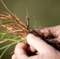 La innovaci&oacute;n que puede mejorar la rentabilidad del campo argentino ya fue aprobada en el pa&iacute;s