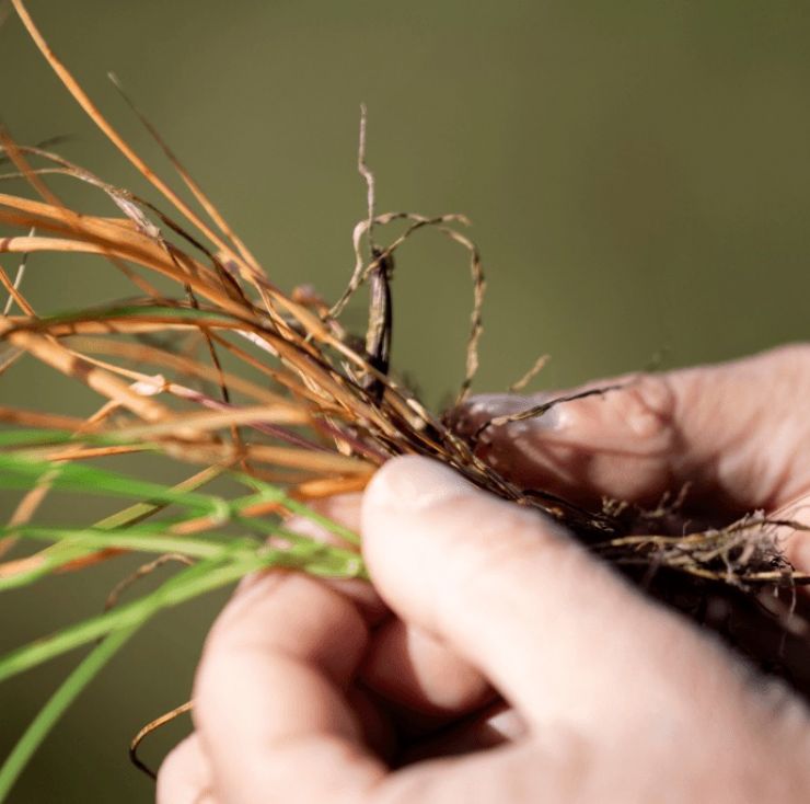 La innovación que puede mejorar la rentabilidad del campo argentino ya fue aprobada en el país