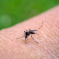 Salta refuerza controles por el avance del chikungunya: ya confirmaron 810 casos