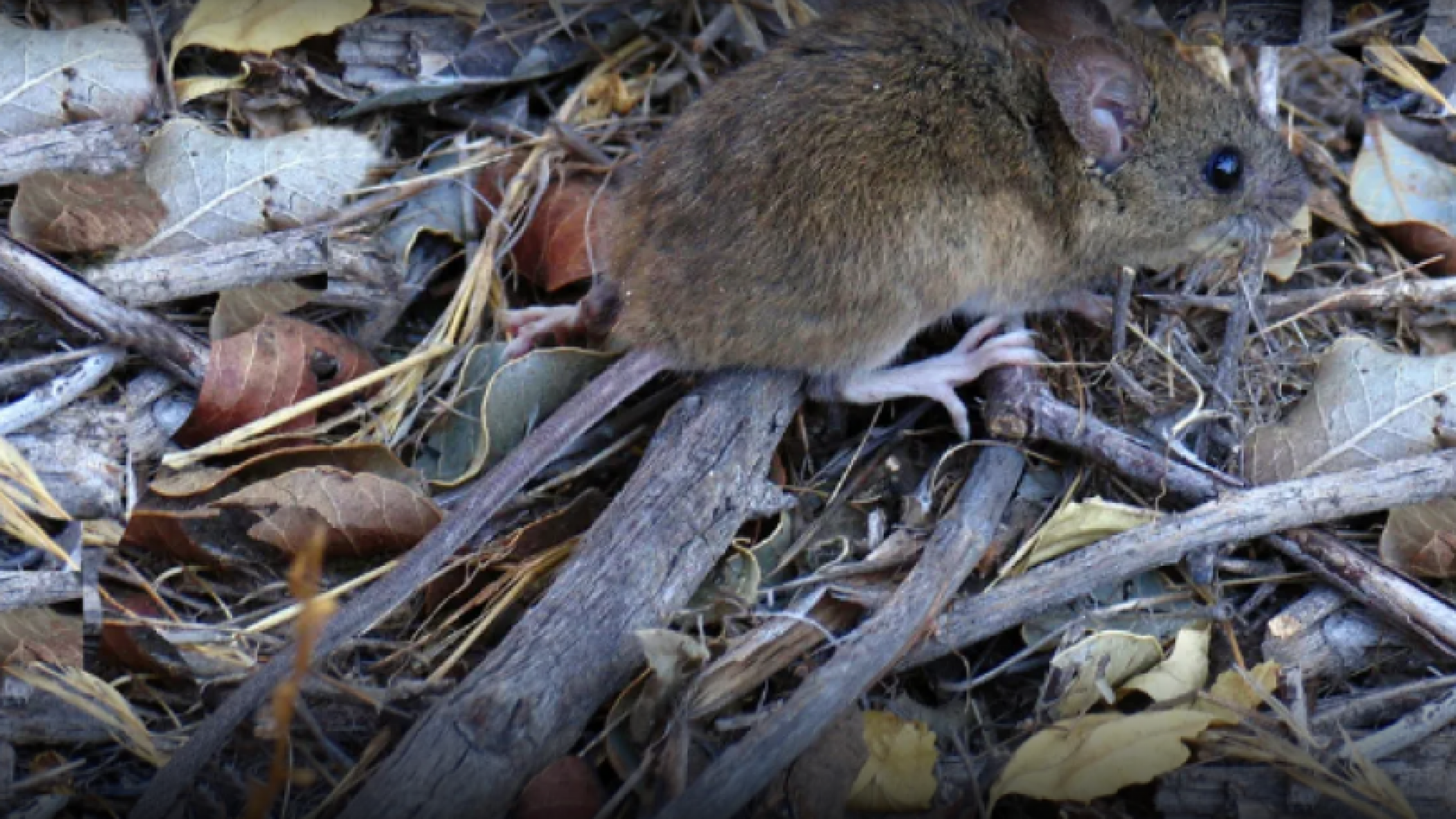Hantavirus en alerta: el roedor peligroso y los síntomas que no hay que ignorar