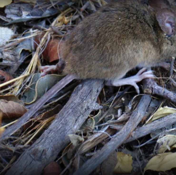 Hantavirus en alerta: el roedor peligroso y los síntomas que no hay que ignorar
