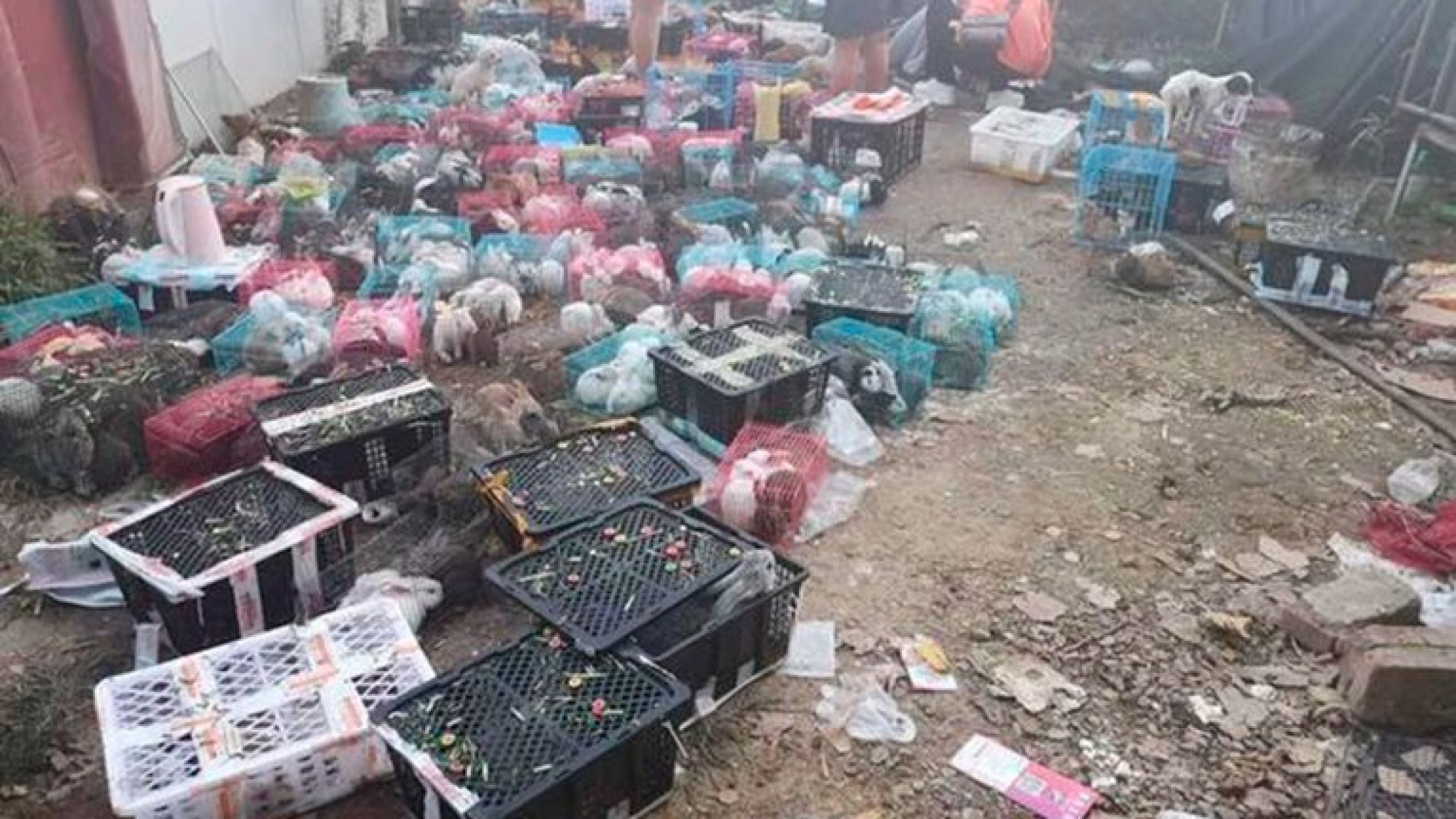China: encontraron más de 4.000 perros y gatos muertos en un depósito
