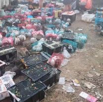 China: encontraron más de 4.000 perros y gatos muertos en un depósito