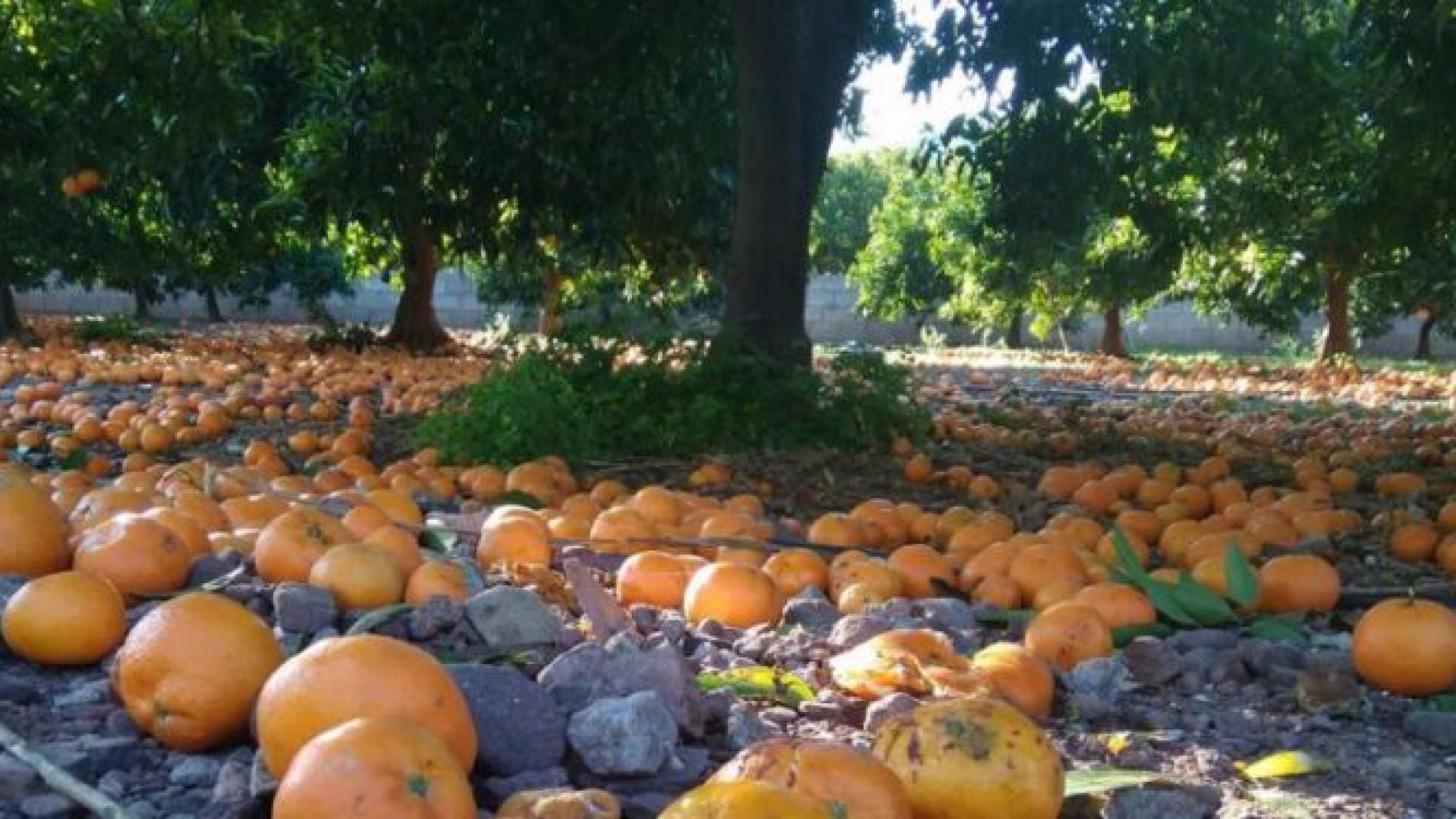 En Misiones miles de naranjas aparecieron en el suelo porque cosecheros no quieren trabajar para no perder sus planes sociales