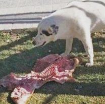 En el día del trabajador un perro le robó un lechón a un grupo de concejales