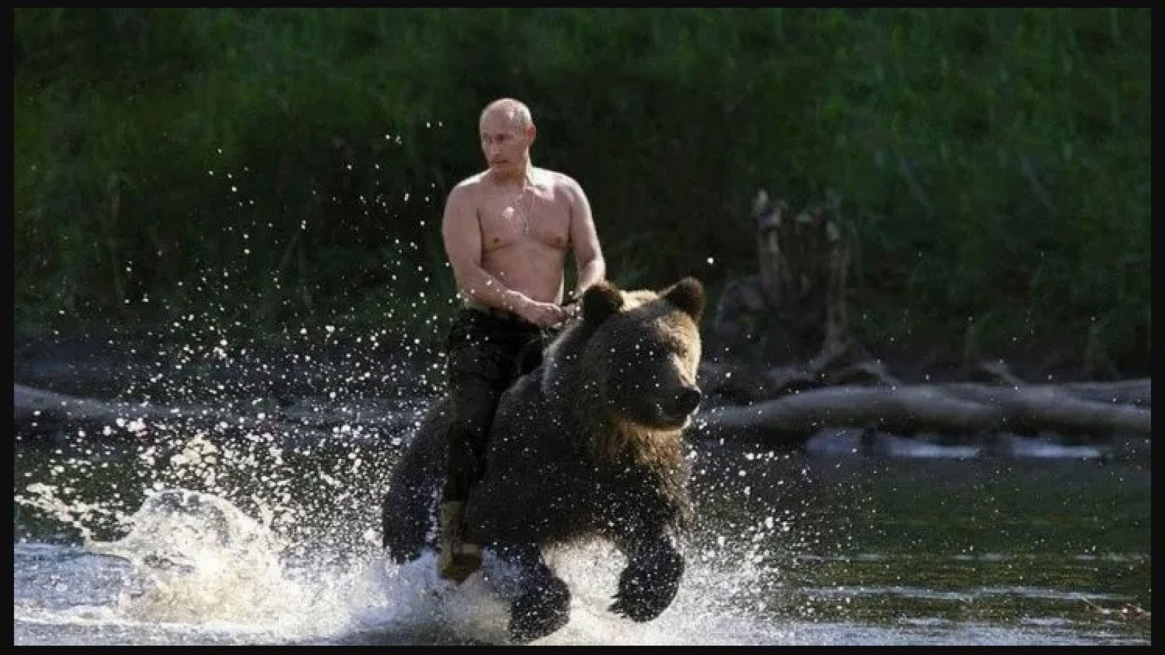 "El oso está amaestrado", aseguró Nelson Castro y generó una ola de memes