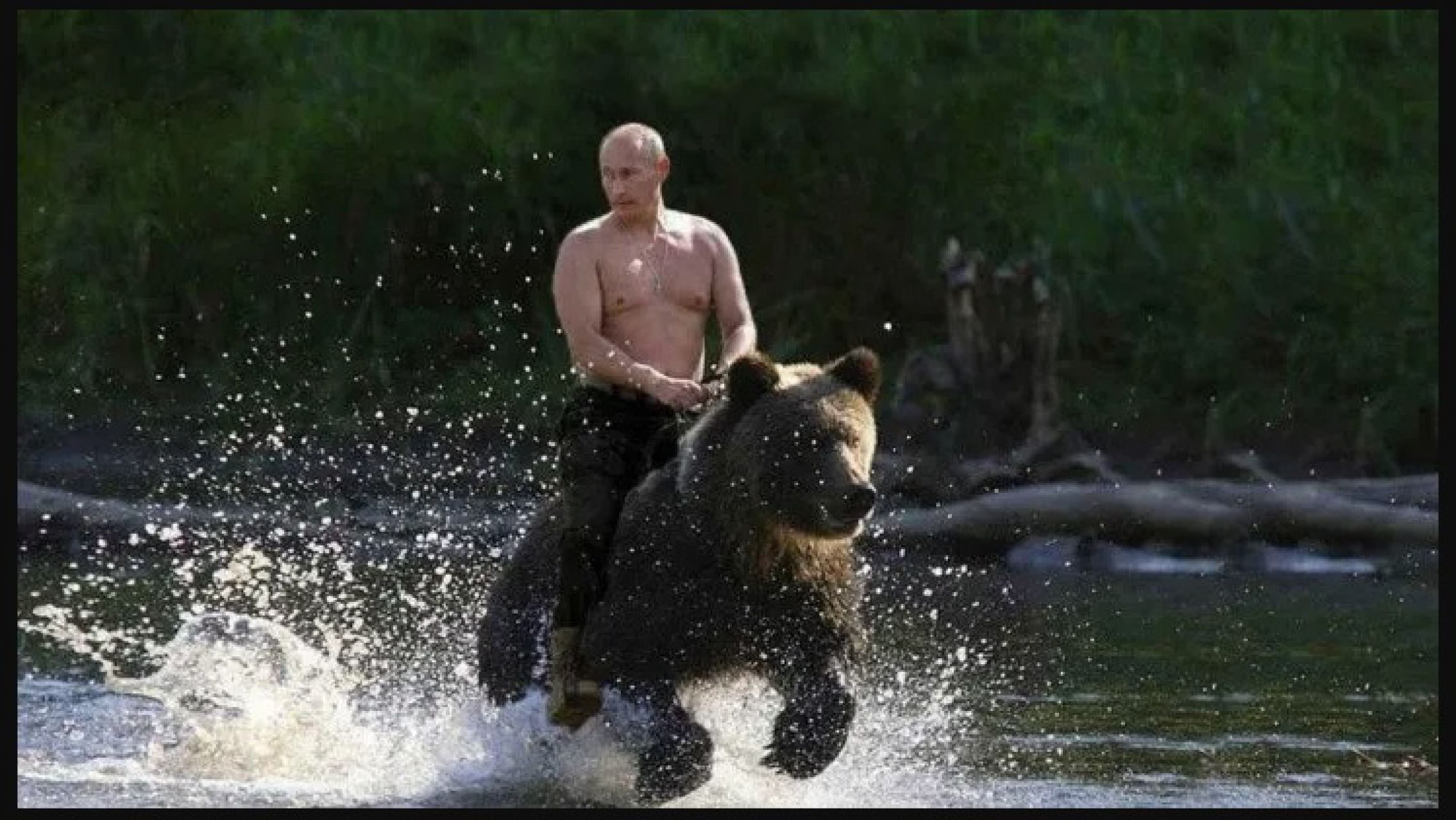 "El oso está amaestrado", aseguró Nelson Castro y generó una ola de memes