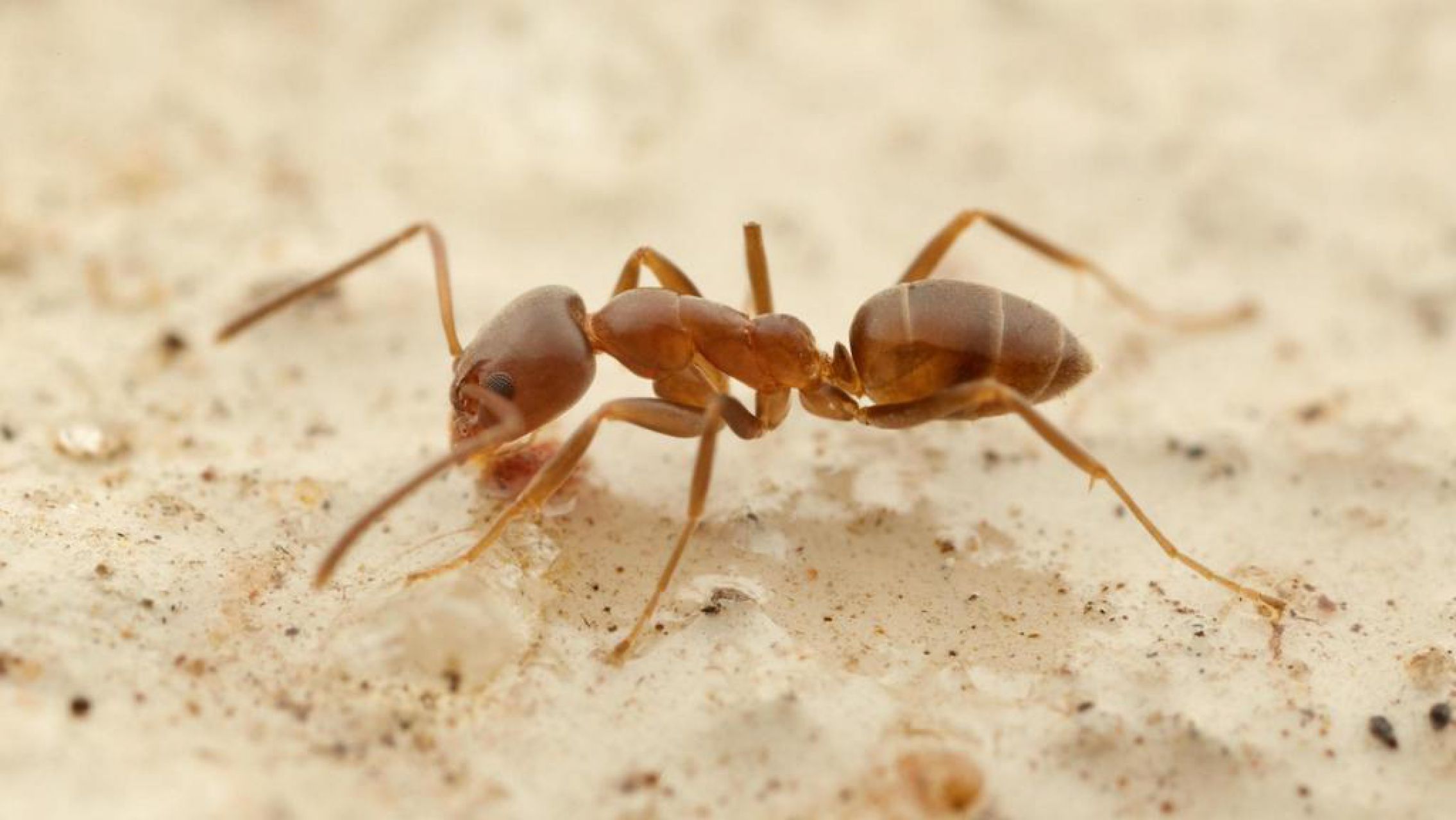 Redes: Hizo una pregunta sobre hormigas y la respuesta sorprendió a todos