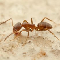 Ya ni polenta: buscan que se apruebe el consumo de insectos en Argentina