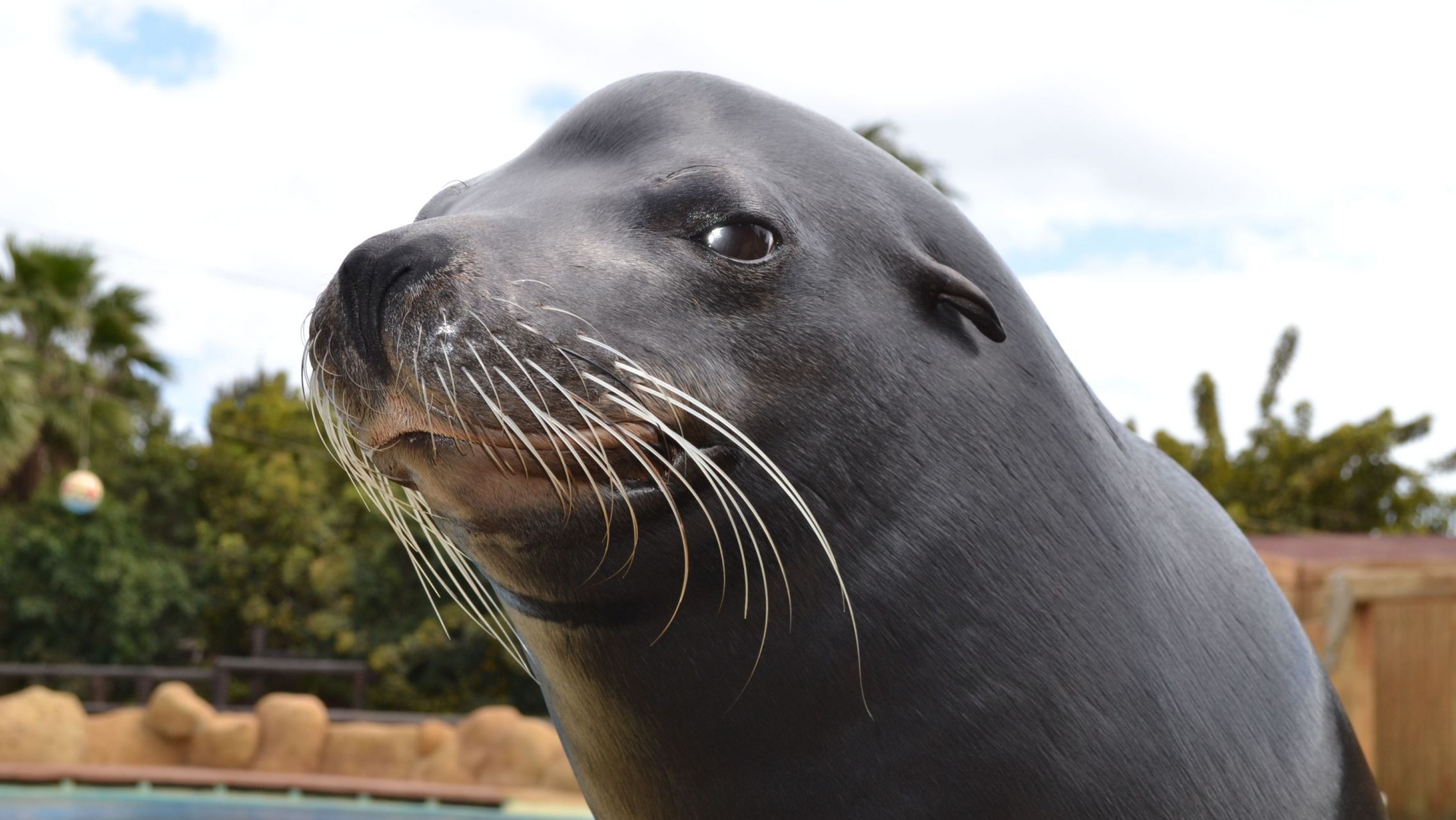 Un león marino se metió a un hotel y se puso a tomar sol en una reposera