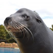 Un león marino se metió a un hotel y se puso a tomar sol en una reposera