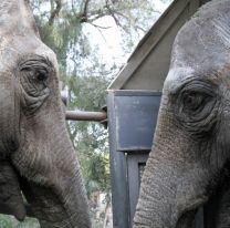 Las elefantas Pocha y Guillermina ya están en Brasil, camino al Mato Grosso