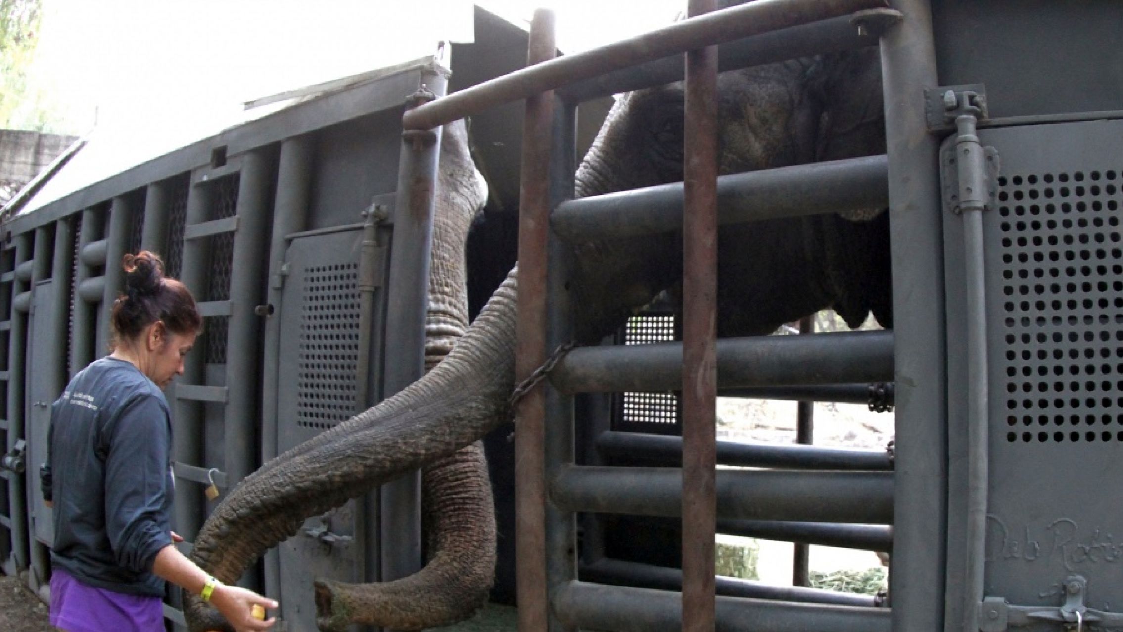 Muerte de Pocha: realizaron la necropsia y revelaron la causa de su deceso