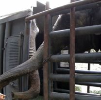 Muerte de Pocha: realizaron la necropsia y revelaron la causa de su deceso