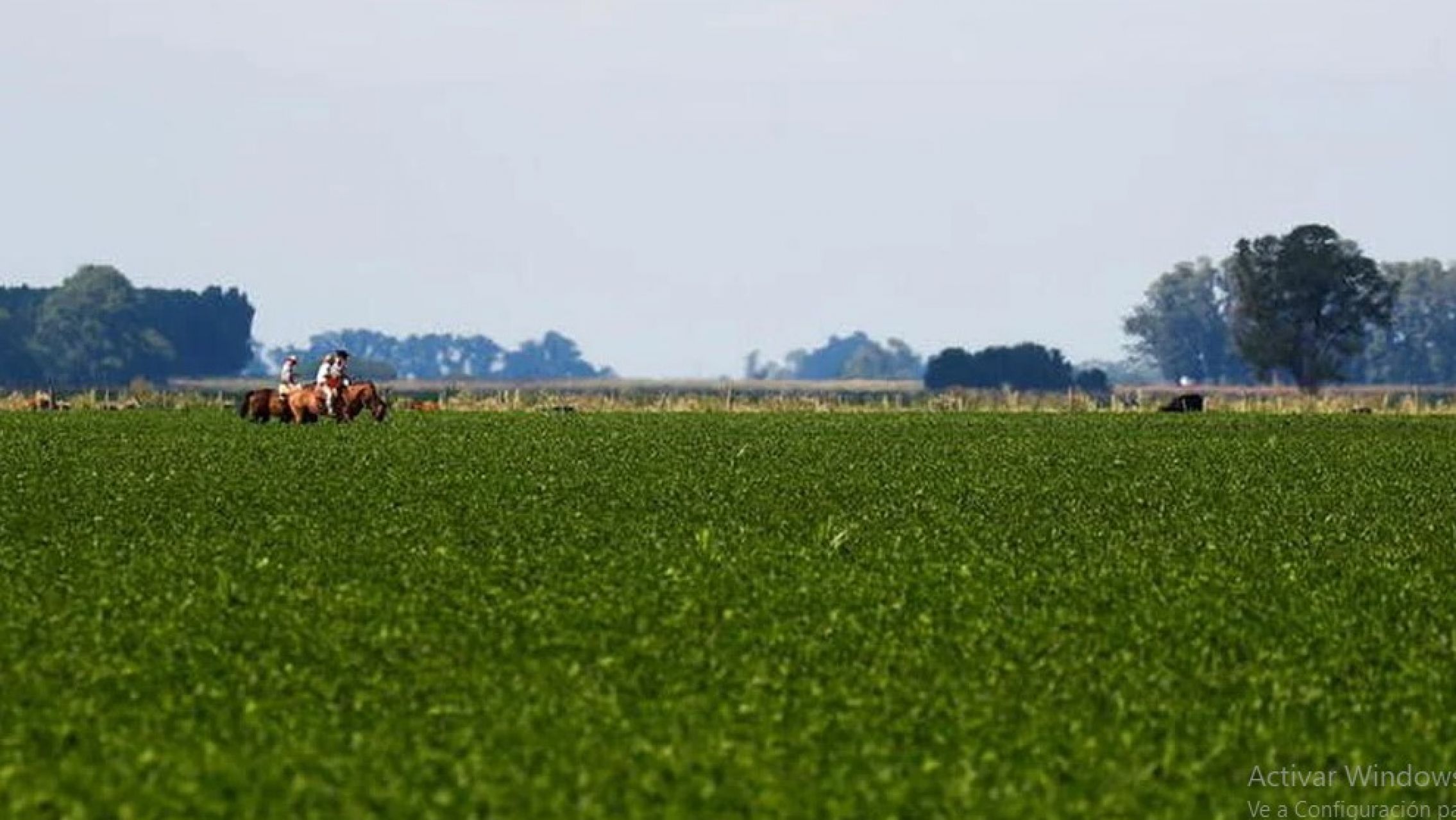 El precio internacional de la soja superó los USD 650 la tonelada, su mayor valor en una década