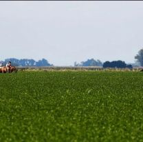 El precio internacional de la soja superó los USD 650 la tonelada, su mayor valor en una década