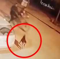 Crueldad: iban en bicicleta, un perro les ladró y lo mataron de un balazo