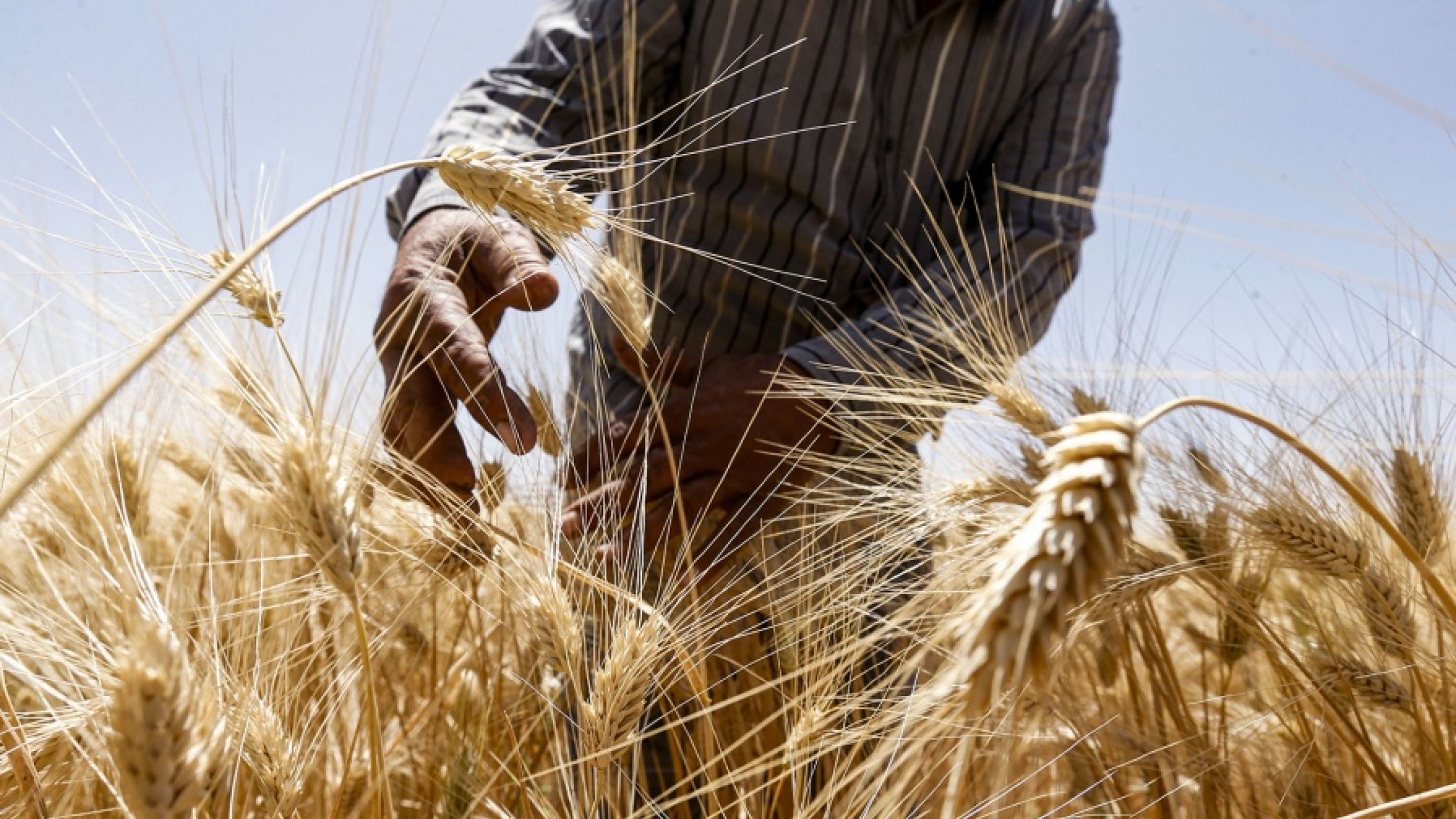 La baja de commodities acelerará la liquidación de divisas del agro, según economistas