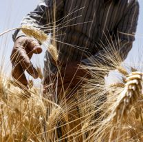 Denuncian que el fideicomiso del trigo se armó para favorecer a Molinos Cañuelas