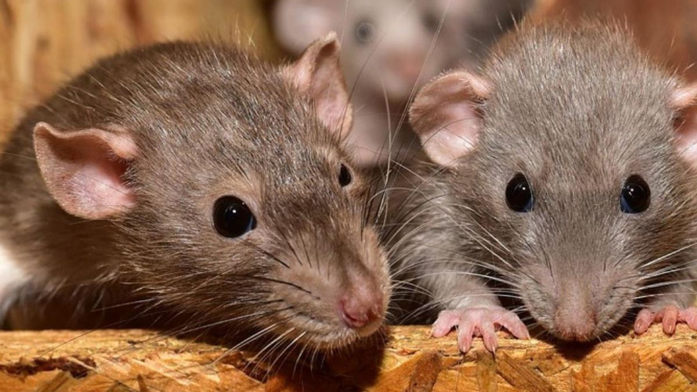 Chubut: murió una niña de 8 años por hantavirus