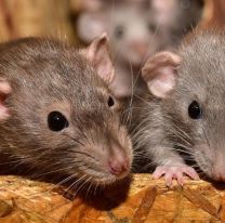 Chubut: murió una niña de 8 años por hantavirus