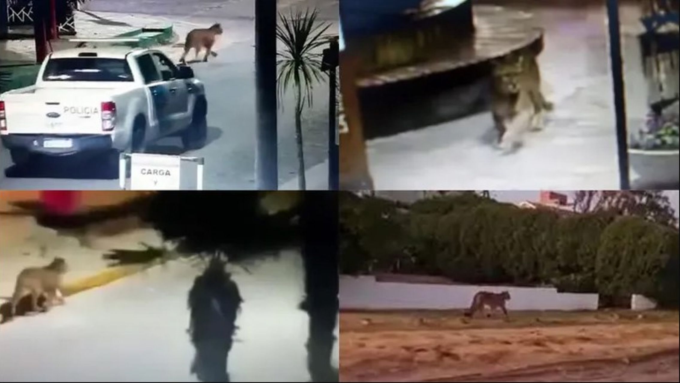 Dos pumas aterrorizan a Villa Gesell: suspendieron las clases y pidieron precaución al circular