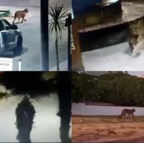 Dos pumas aterrorizan a Villa Gesell: suspendieron las clases y pidieron precaución al circular