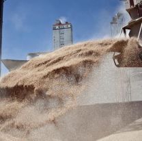 La salida de granos de Ucrania para abastecer al mundo "es cuestión de vida o muerte"