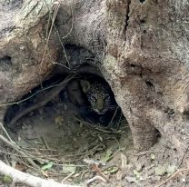 Tras 70 años de extinción, nacieron dos yaguaretés silvestres en los Esteros del Iberá