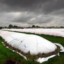 ¿Qué es el "Dólar Soja"? El nuevo instrumento con el que el Gobierno pretende incentivar la liquidación