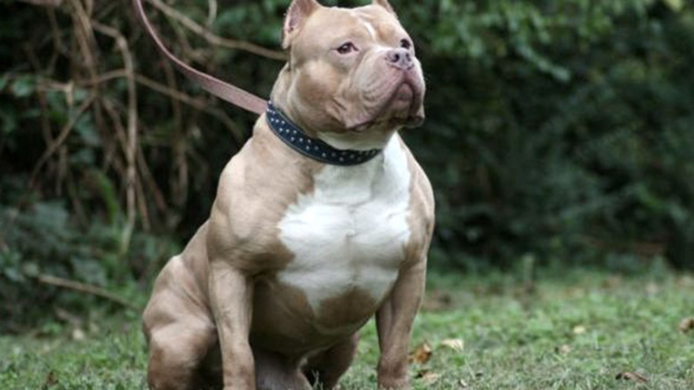 Una nena de nueve años lucha por su vida tras ser atacada por un pitbull en Córdoba