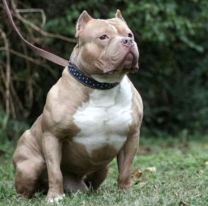 Una nena de nueve años lucha por su vida tras ser atacada por un pitbull en Córdoba