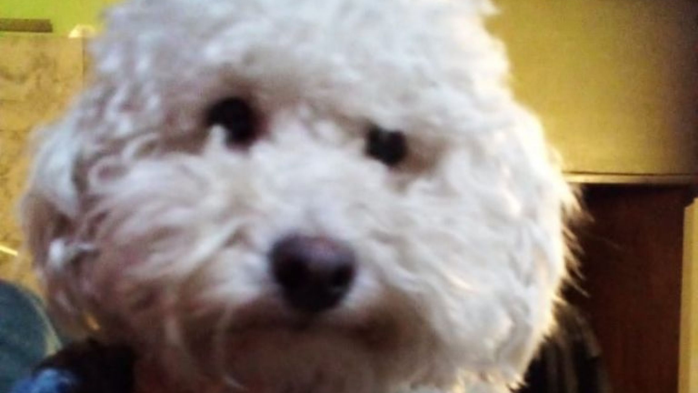 Impactante: un caniche le salvó la vida a una vecina