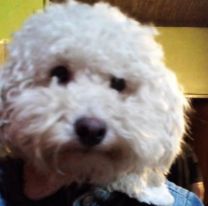 Impactante: un caniche le salvó la vida a una vecina