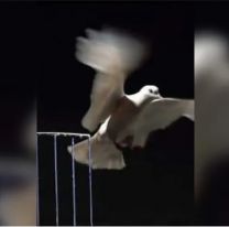 Descubren que las palomas resuelven problemas de una forma similar a la inteligencia artificial