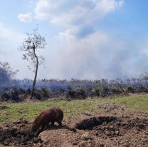 A cinco meses de los incendios: así están los campos de Corrientes hoy