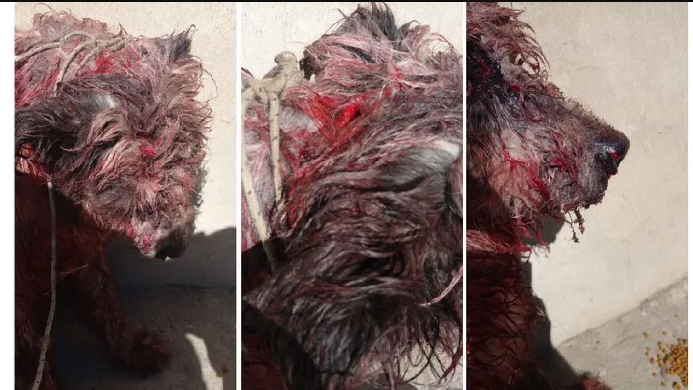 Atacó con un machete a su perro: lo detuvieron