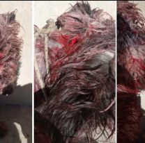 Atac&oacute; con un machete a su perro: lo detuvieron